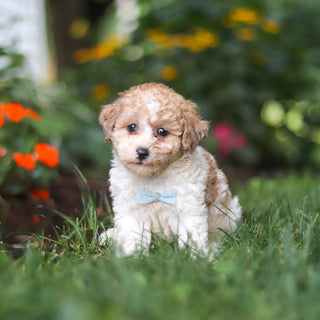 Chaney - Available 8/27