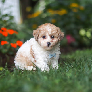 Chaney - Available 8/27