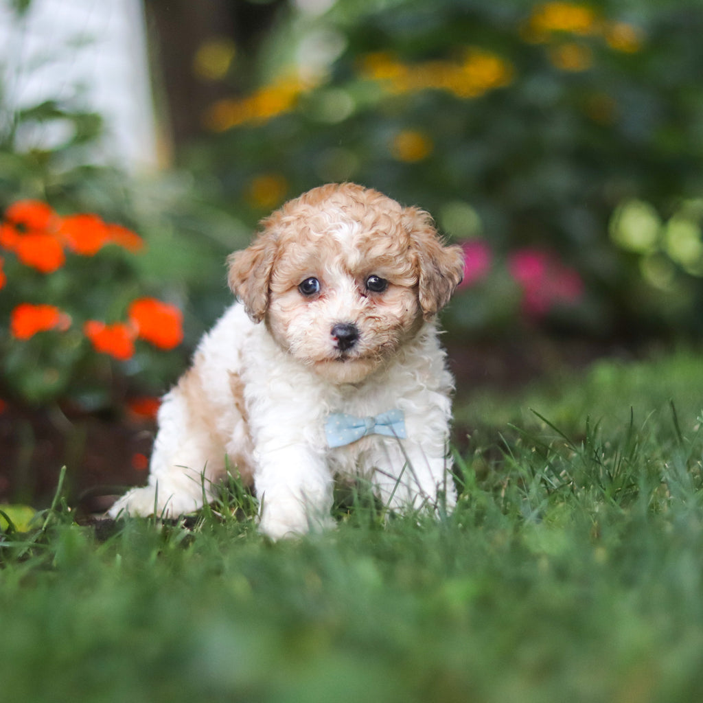 Chaney - Available 8/27