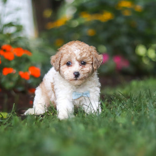 Chaney - Available 8/27