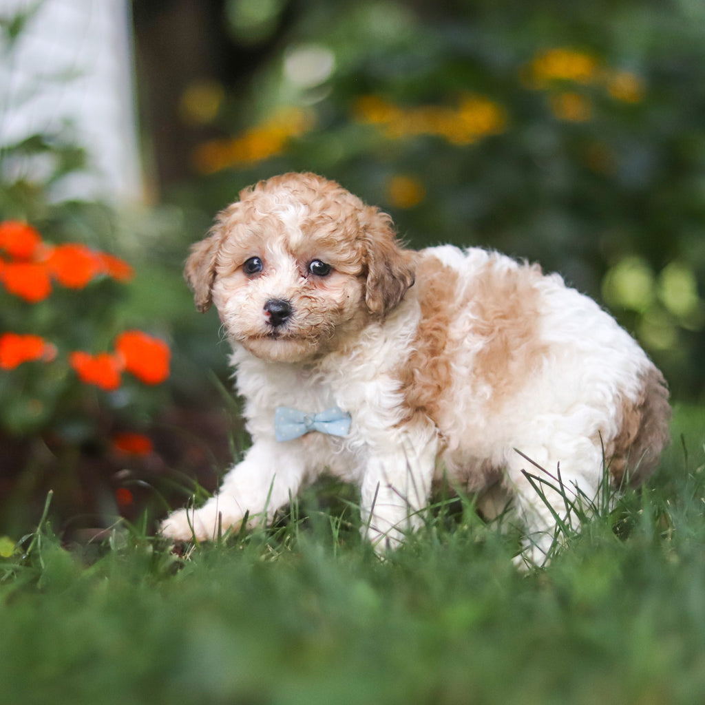 Chaney - Available 8/27