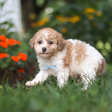 Chaney - Available 8/27