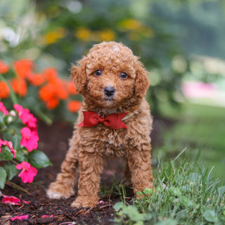 Baylor - Available 8/27