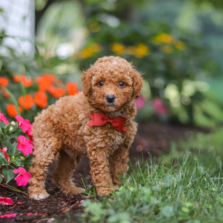 Baylor - Available 8/27