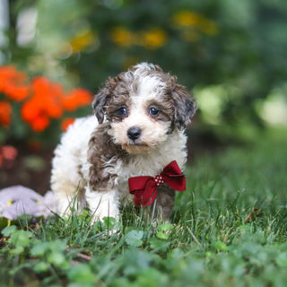 Chief - Available 8/27