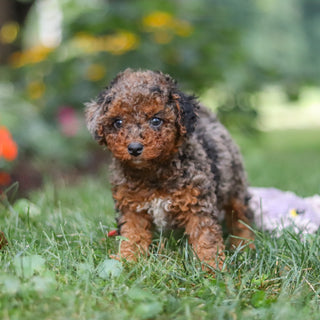 Butler - Available 8/27