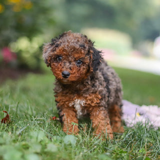 Butler - Available 8/27