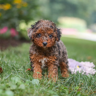 Butler - Available 8/27