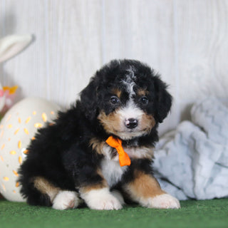 Bronte - Available 4/16