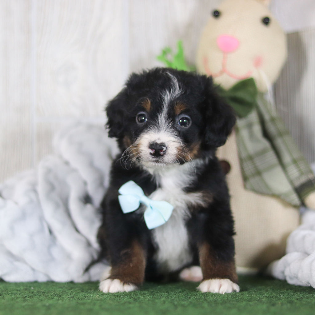 Bean - Available 4/16