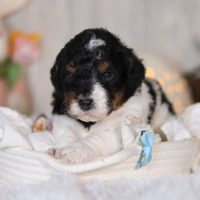 Cooper - Available 5/7