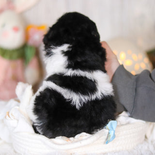 Cooper - Available 5/7