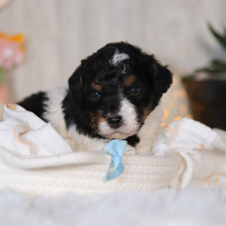 Cooper - Available 5/7