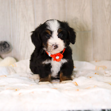 Colton - Available 5/7