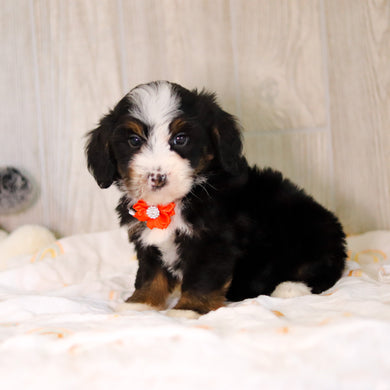 Colton - Available 5/7