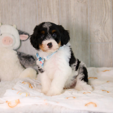 Charlie - Available 5/7