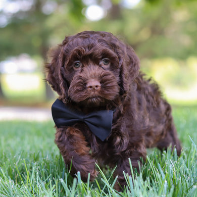 Murphy - Available 5/14