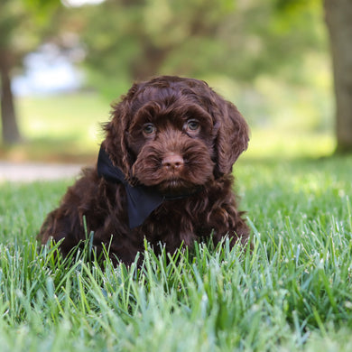 Murphy - Available 5/14
