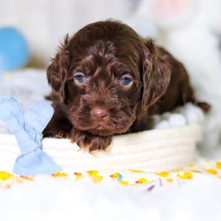 Murphy - Available 5/14