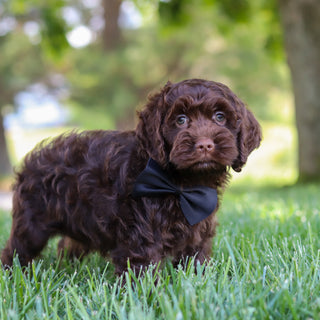 Murphy - Available Now