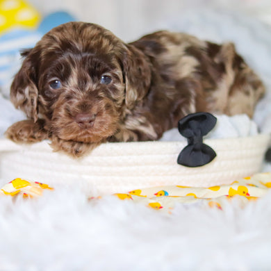 Mason - Available 5/14