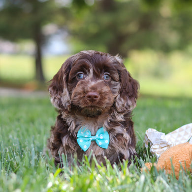Mason - Available 5/14