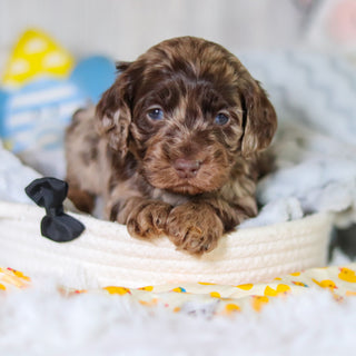 Mason - Available 5/14