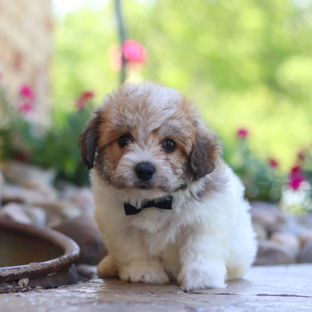 Augie - Available 6/5