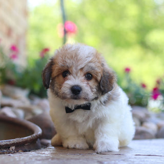 Augie - Available 6/5