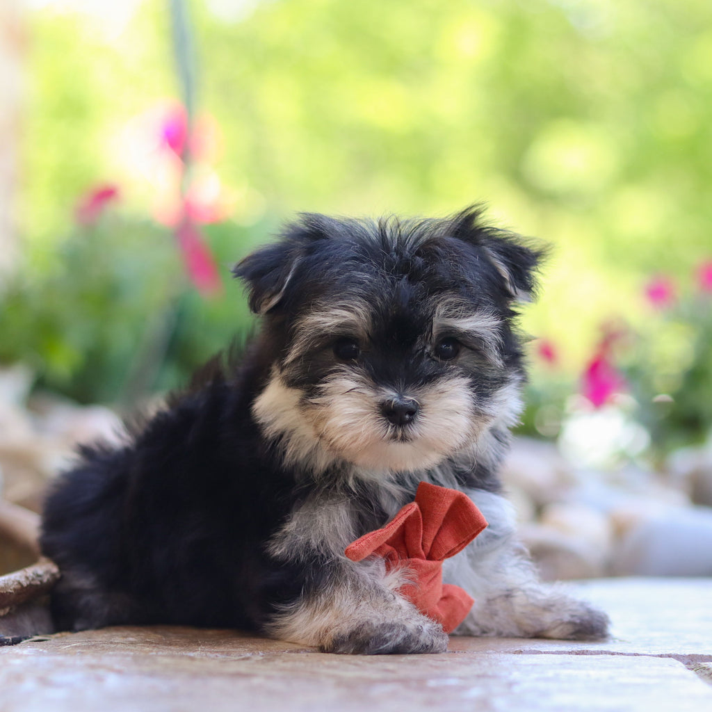 Claude - Available Now