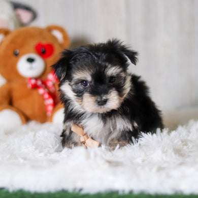 Claude - Available 5/28