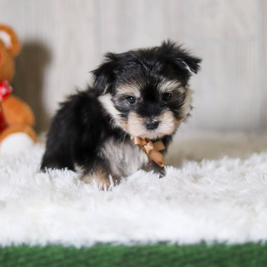 Claude - Available 5/28