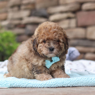 Bagel - Available 6/11