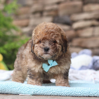 Bagel - Available 6/11