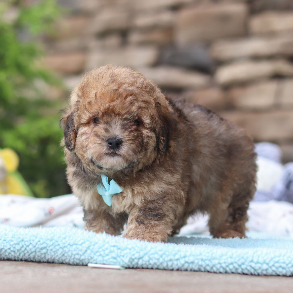 Bagel - Available 6/11
