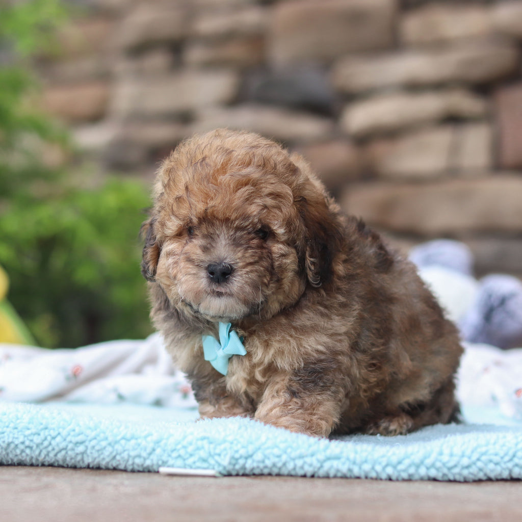 Bagel - Available 6/11