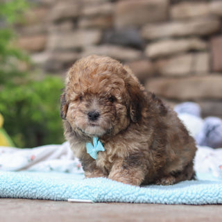Bagel - Available 6/11