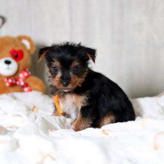 Deacon - Available 5/28