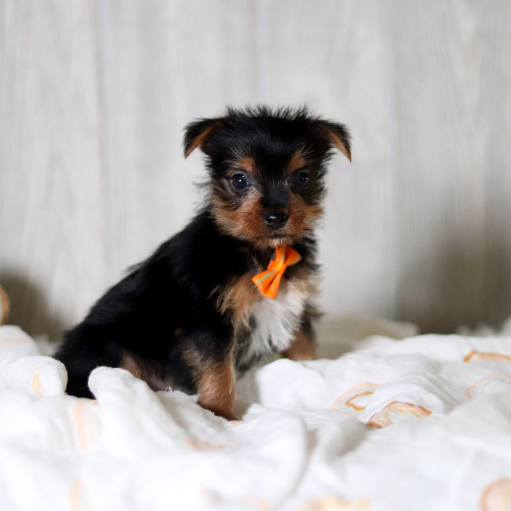 Deacon - Available 5/28