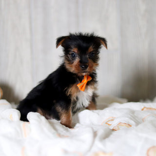 Deacon - Available 5/28
