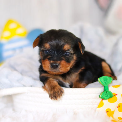 Travis - Available 5/14