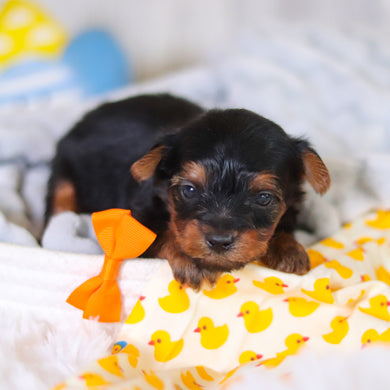 Tripp - Available 5/14