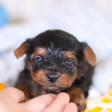 Tripp - Available 5/14