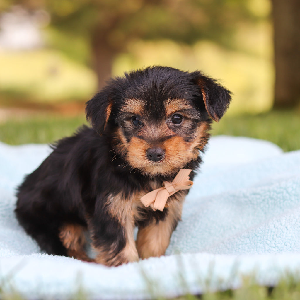 Clyde - Available 5/28