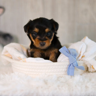 Clyde - Available 5/28