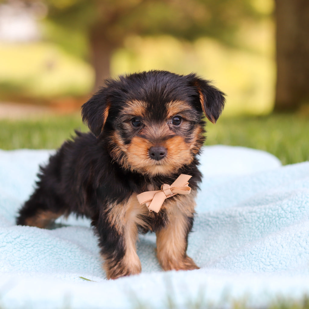 Clyde - Available 5/28