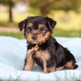 Clyde - Available 5/28