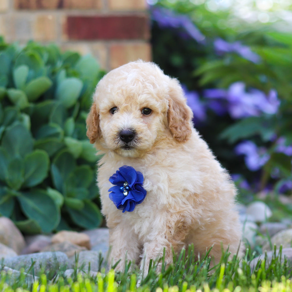 Clancy - Available 6/4