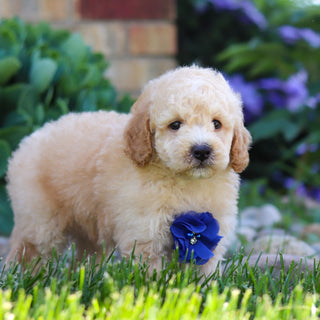 Clancy - Available 6/4
