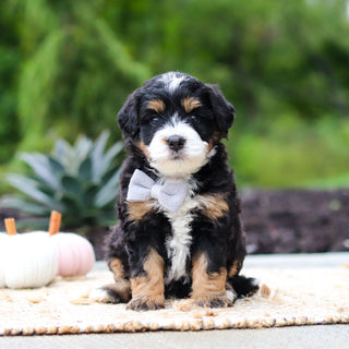 Olaf - Available 10/22